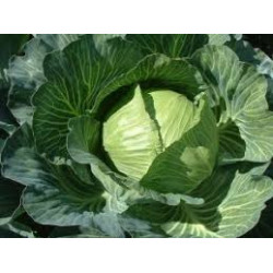 Cabbage [ पत्ता गोभी ]